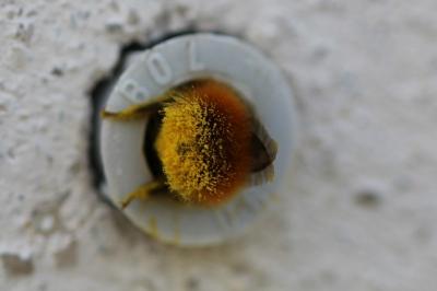 <i>Osmia cornuta</i>