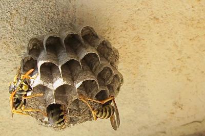 <i>Polistes</i>