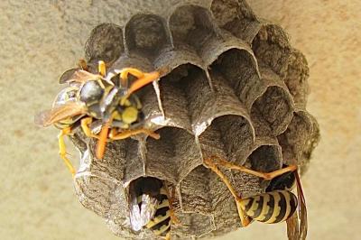 <i>Polistes</i>