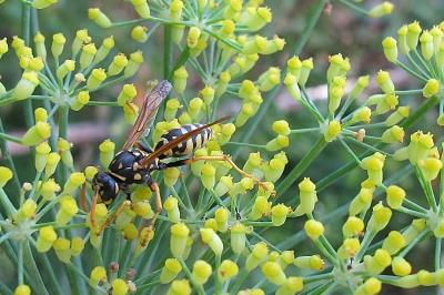 <i>Polistes</i>