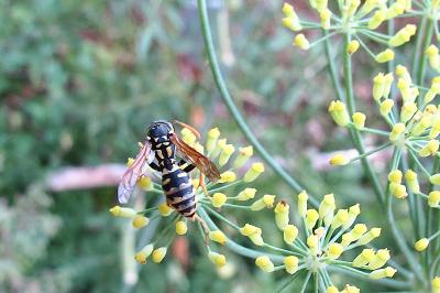 <i>Polistes</i>