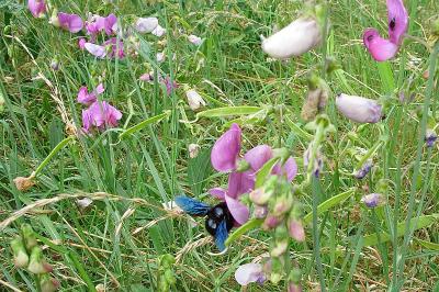 <i>Xylocopa</i>