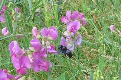<i>Xylocopa</i>