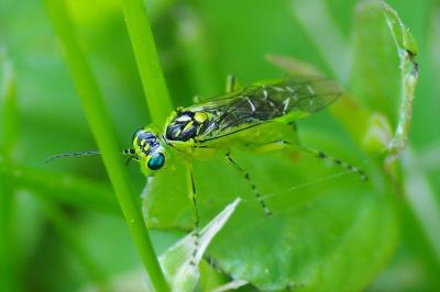 <i>Rhogogaster viridis</i>