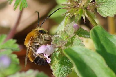 <i>Eucera</i>