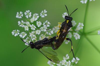 <i>Macrophya montana</i>