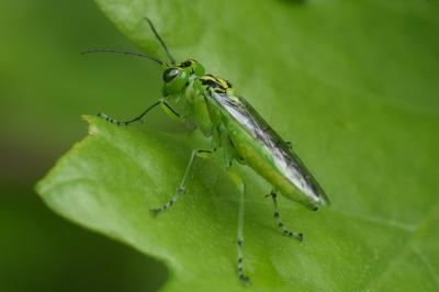 <i>Rhogogaster</i>