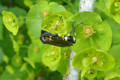 <i>Macrophya montana</i>