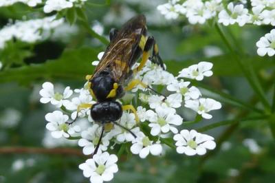 <i>Macrophya montana</i>