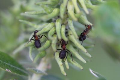 <i>Formica rufa</i>