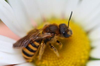 <i>Halictus</i>