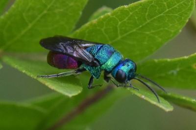 <i>Chrysis</i>
