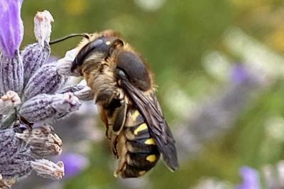 <i>Anthidium septemspinosum</i>
