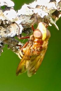 <i>Vespa crabro</i>