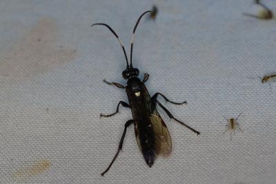<i>Coelichneumon</i>