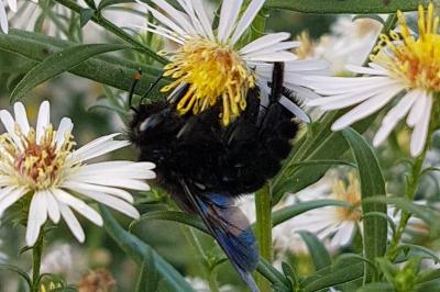 <i>Xylocopa violacea</i>