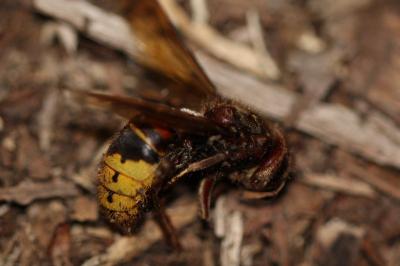 <i>Vespa crabro</i>