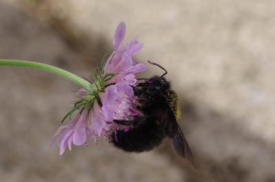 <i>Xylocopa violacea</i>