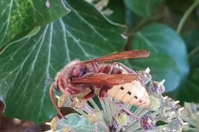 <i>Vespa crabro</i>