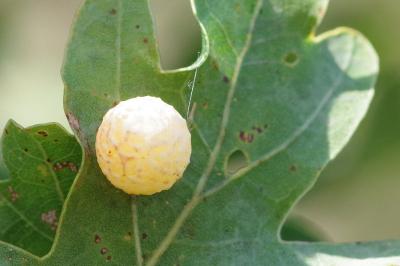 <i>Cynips longiventris</i>