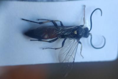 <i>Ctenichneumon divisorius</i>