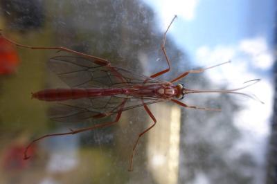 <i>Ophion obscuratus</i>