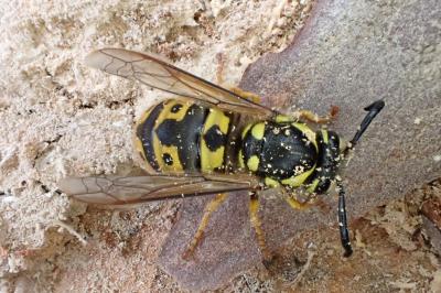 <i>Vespula germanica</i>