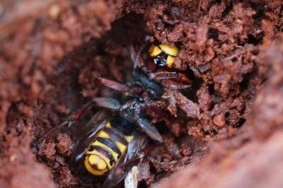 <i>Vespa crabro</i>