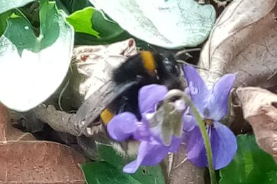<i>Bombus terrestris</i>