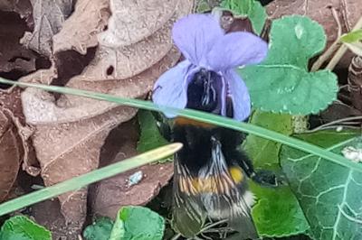 <i>Bombus terrestris</i>