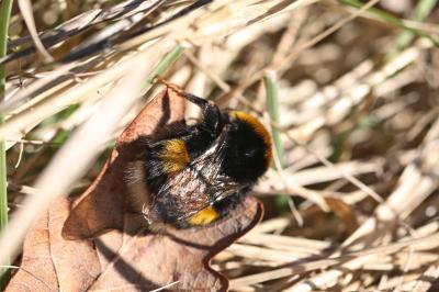 <i>Bombus terrestris</i>
