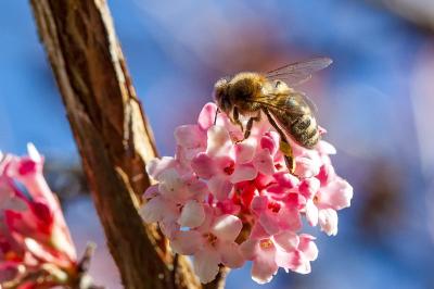 <i>Apis mellifera</i>