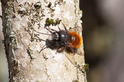 <i>Osmia cornuta</i>