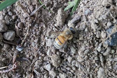 <i>Apis mellifera</i>