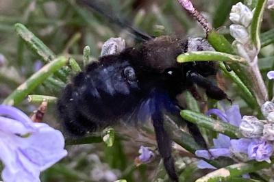 <i>Xylocopa</i>