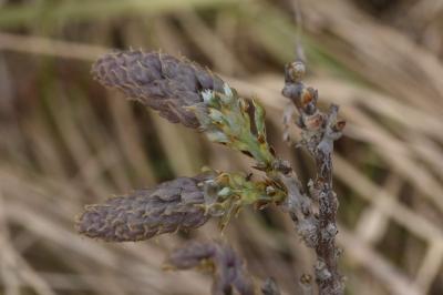 <i>Andricus fecundatrix</i>
