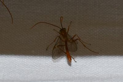 <i>Ophion</i>