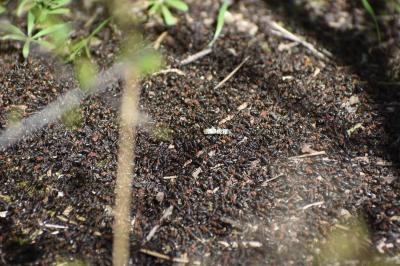 <i>Formica rufa</i>