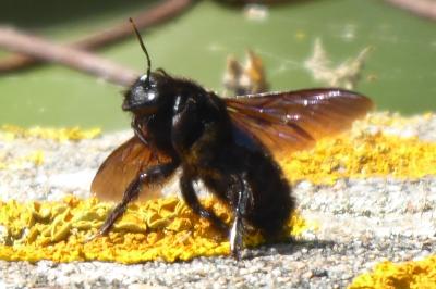 <i>Xylocopa</i>