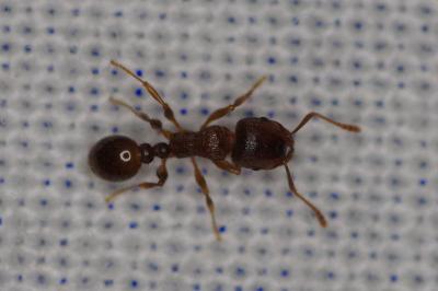 <i>Myrmica scabrinodis</i>