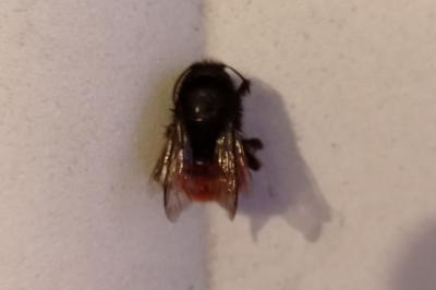 <i>Osmia cornuta</i>