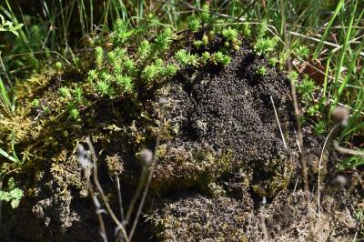 <i>Formica rufa</i>