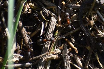 <i>Formica rufa</i>