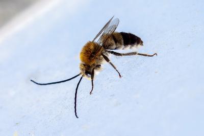 <i>Eucera</i>