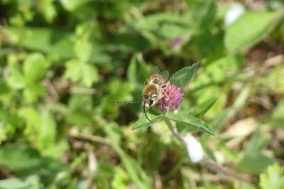 <i>Eucera</i>