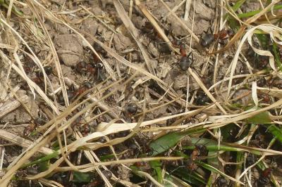 <i>Formica rufa</i>