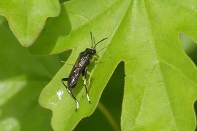 <i>Macrophya montana</i>