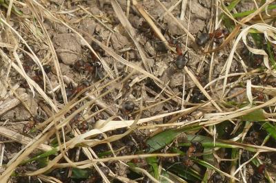 <i>Formica rufa</i>