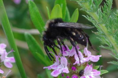 <i>Melecta albifrons</i>