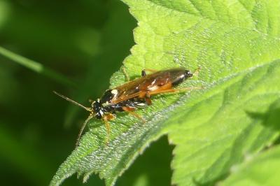 <i>Macrophya montana</i>